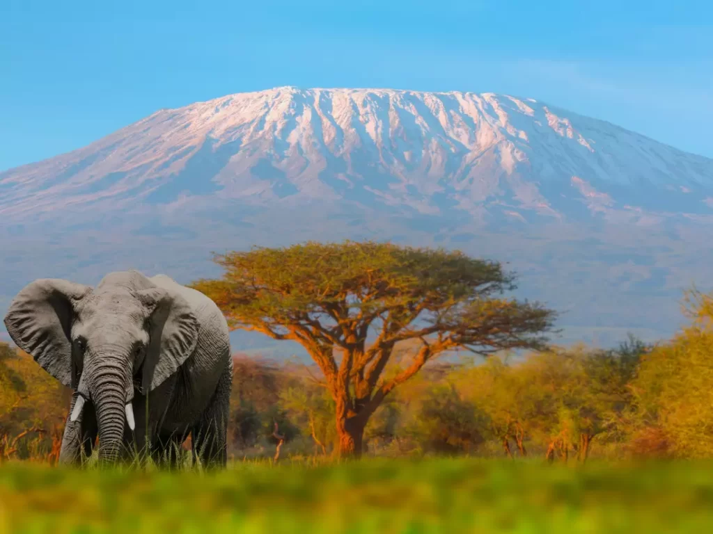 The snowcap in Mount Kilimanjaro, Africa are at risk
